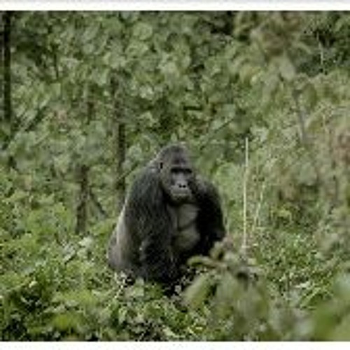 Watch Silverback (2024) FullMovie 123ð“¶ð“¸ð“¿ð“²ð“®ð“¼ For Free 1449685