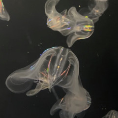 h-i ( prod. @ynotmanee )