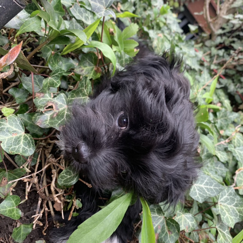 RX 2DOE - SMOKIN LIL OLA RUNTZ