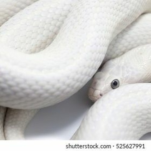 MEDIKA - Deeply Embedded White Snakes [dub]