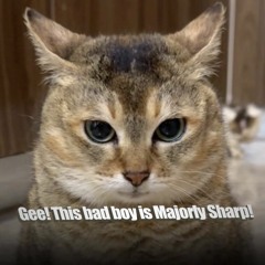 Gee! This Bad Boy is Majorly Sharp!