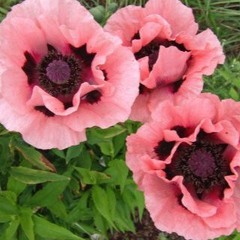 Der Geruch einer orientalischen Mohnblume / The smell of an oriental poppy flower