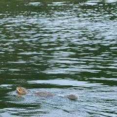 just keep swimming