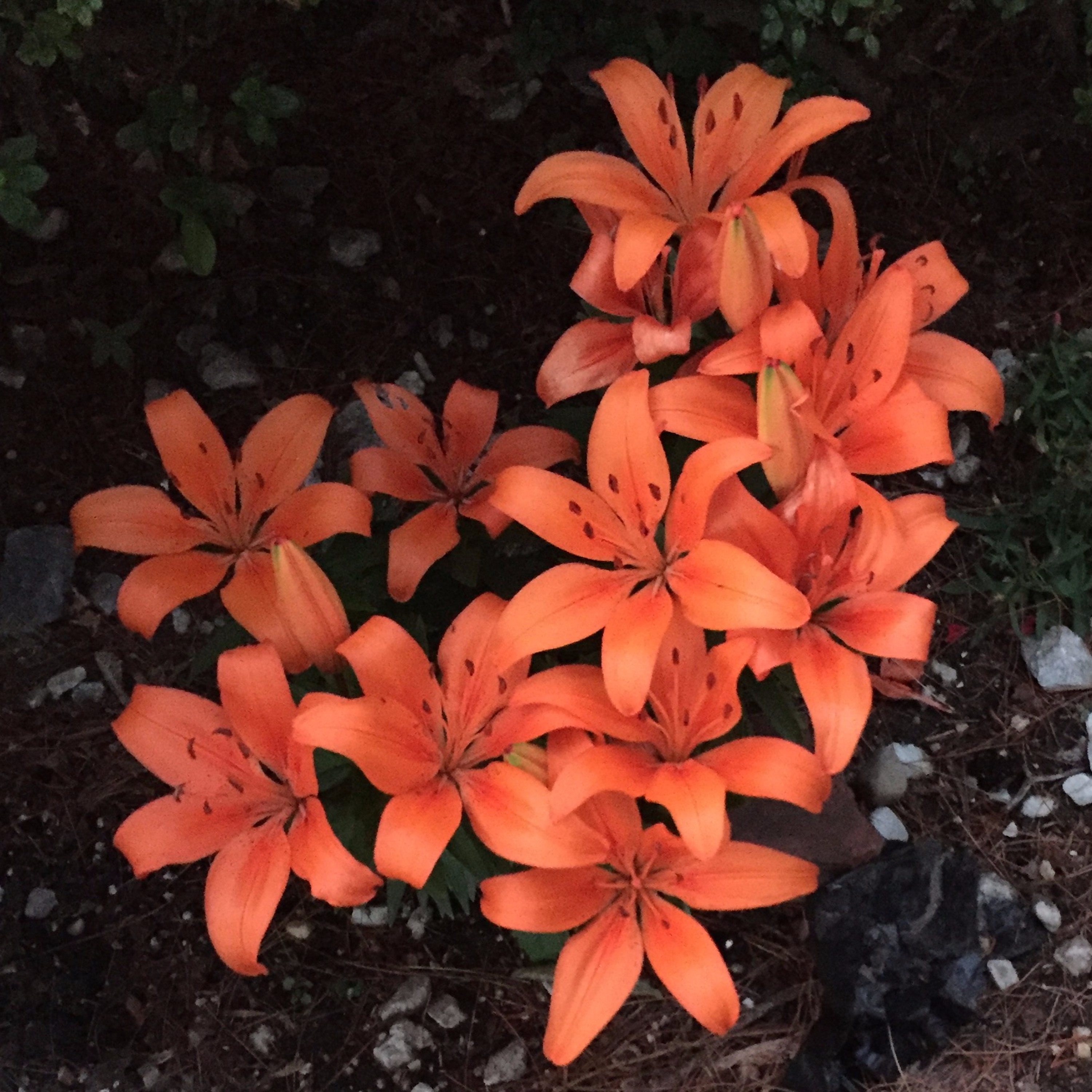 Orange Flowers (improvisation w/ guitar and drums) June 2020 episode artwork