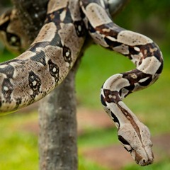 Boa Constrictor Digest
