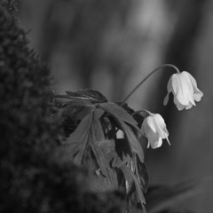 7/100 ~ Tenderness