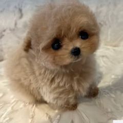 Find Your New pet at Tiara Pets Store in Singapore