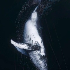 01.The Darkest Sea   最黑的海域