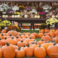 Best Things To Do In Dallas For Halloween Tours Reviews