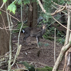 ロッキー(友達が作った曲)