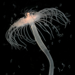 Corymorpha