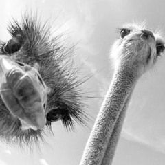 Kenn die Vögel nicht