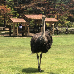 hisashiburi house s**t