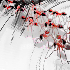 Ant Procession Amplified (naviarhaiku622)