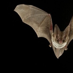 Don't Jam (Prod. ShelbyBlade X Armaan)