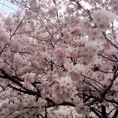 Свечкой 3.56am