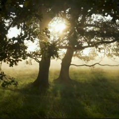 DAWN