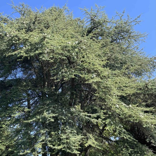 Cedrus libani