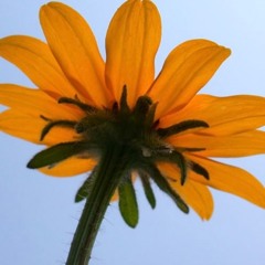 TIMES 15: music & poetry, side by side “HAPPY Juneteenth!”