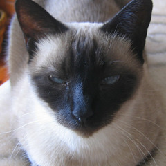 7. Nanooks "She who Is" a tribute