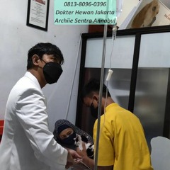 0813-8096-0396 Dokter Hewan Kebayoran Lama Jakarta Selatan