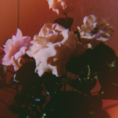Gardenia