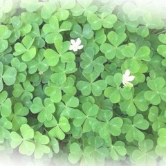 GardennSamples2025 +*