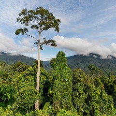 Lazy afternoon in Borneo