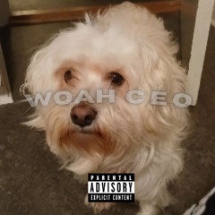 Woah CEO'