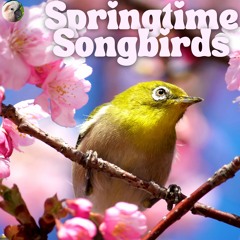Springtime Songbirds
