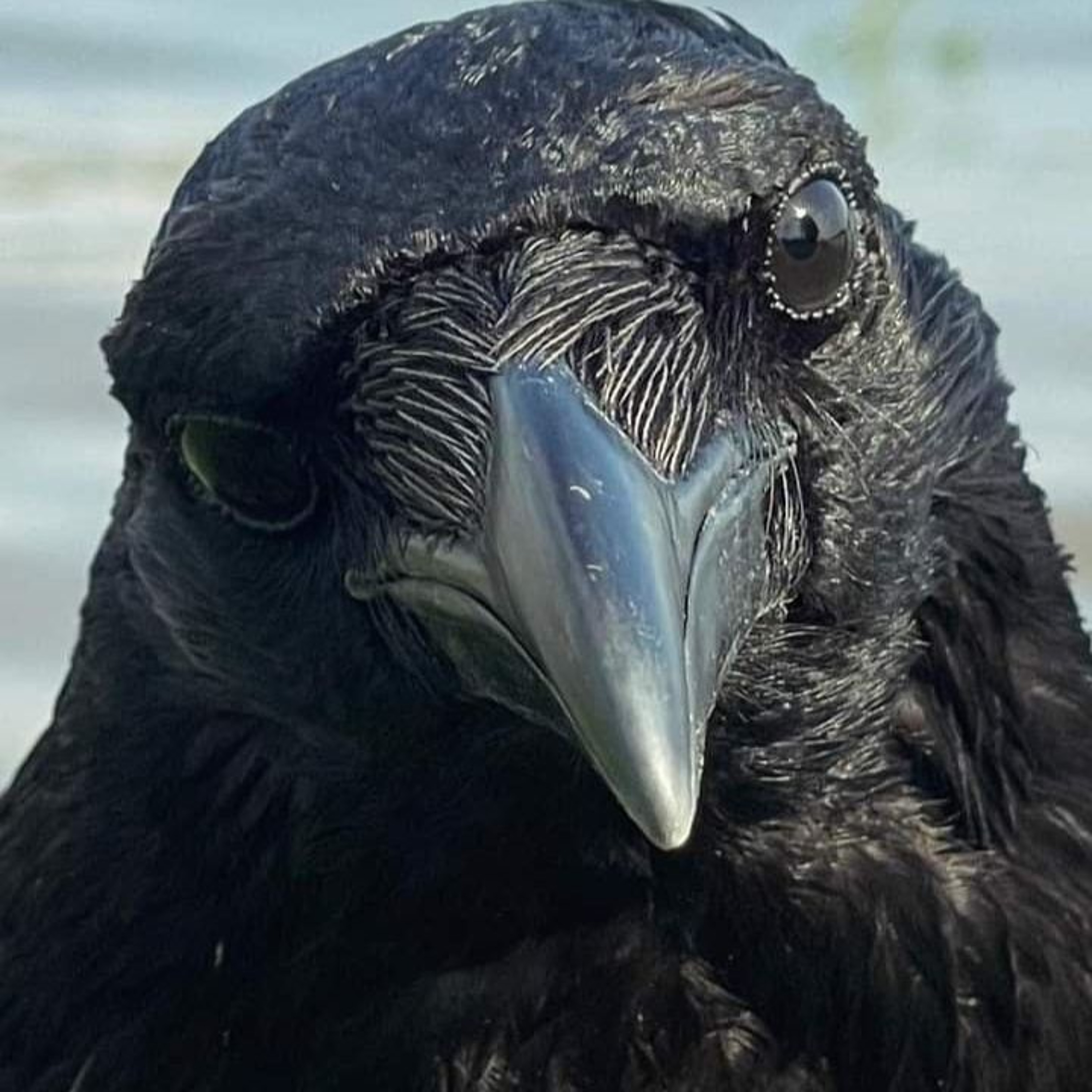 Michael (Pops) O\'Mara