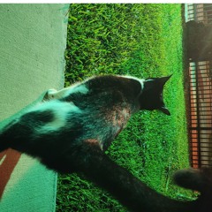 "Tight Rope" Trap Type Beat (Preview)