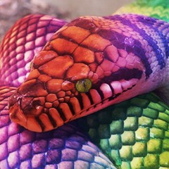 Flight of the Rainbow Serpent