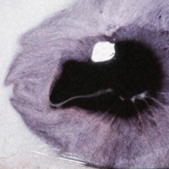 Lavender／nov: