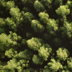 Wind Over Willows