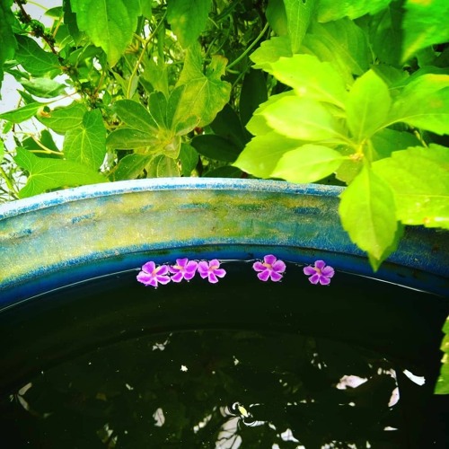 NAHİDE BABASHLİ - ZİFİRİ