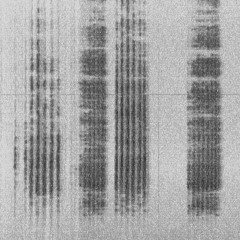 Interaccions de Chorthippus jacobsi i Chorthippus vagans (Orthoptera)(Veciana, Anoia)