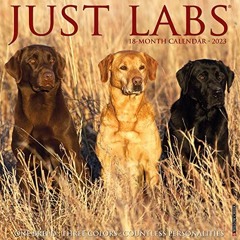 ( bSW ) Just Labs 2023 Wall Calendar by  Willow Creek Press ( w7V )