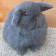 fluffy bunny fun times!