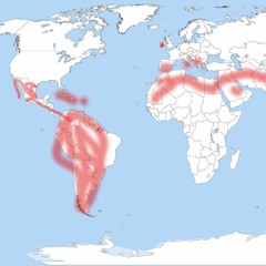 WORLDWIDE LATINA BELT MIX