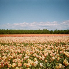Farhad's Landing (Where Tulips Sprout)
