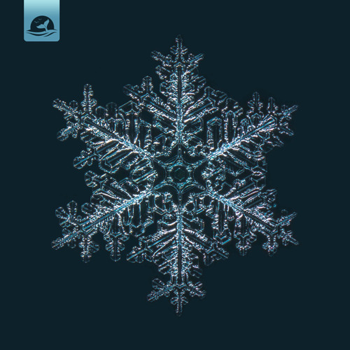 Snowflake (feat. Naomi Alzingre)