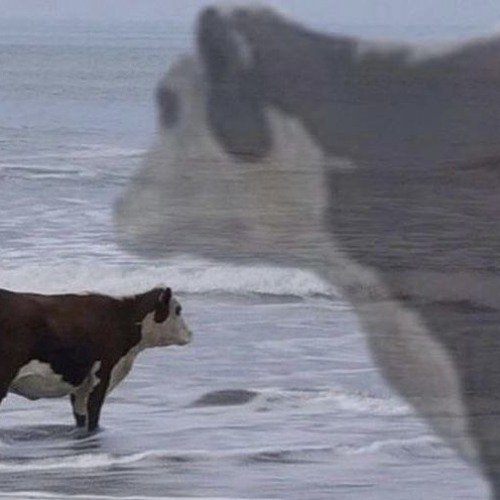 grysni cow in a balkon - single ( world tour edition )