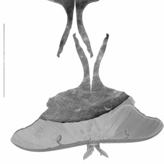 chrysalis (full band practice)