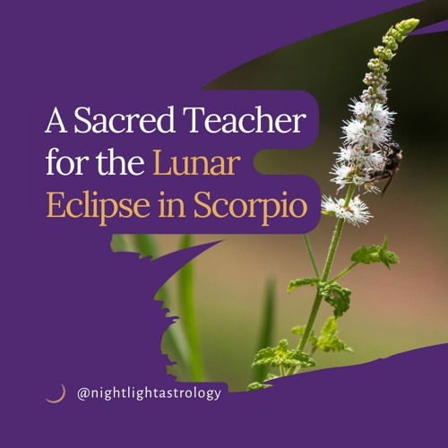 A Sacred Teacher For The Lunar Eclipse In Scorpio