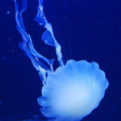 The Limits of Jelly
