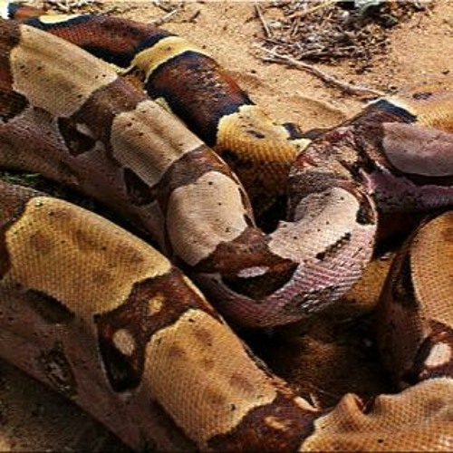 boa not a bae [s1ninja x cj808]