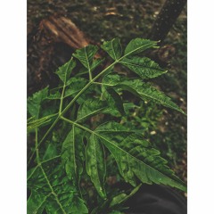 ( DJ GROSSU )Amazing Arabic | Instrumental 😍