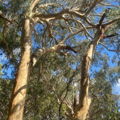 Blessed Are Those Who Are Persecuted For Righteousness