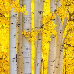 Autumonous